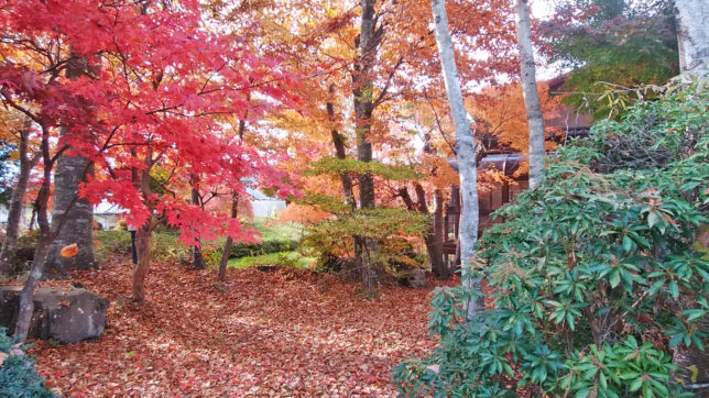 Autumn garden